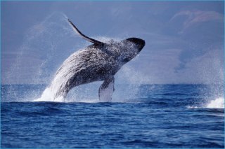 Data Shows Hawaii Shippers Are Regularly Breaking Speed Limits In Sensitive Whale Zones