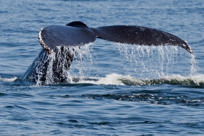 Navy War Games in the Pacific Violate Law Protecting Marine Mammals