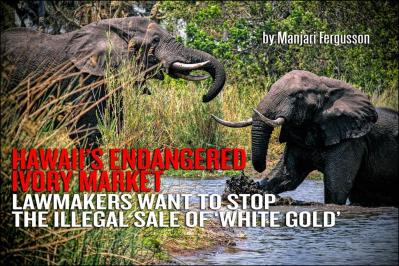 Hawaii Lawmakers Want to Stop the Illegal Trade in Ivory