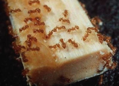 Little Fire Ant Program Gets Funding, But It May Be Too Late For Eradication