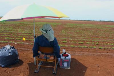 After Injuries To Farmworkers, Why Wait Longer To Ban Chlorpyrifos?