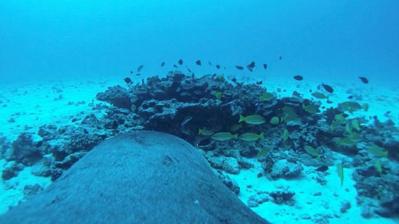 Can Spy Cams Save Hawaiian Monk Seals?