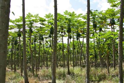 Earthjustice, Center for Food Safety Seek to Defend Big Island GMO Ban
