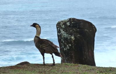 Feds: Nene Is Still Threatened But Not Endangered