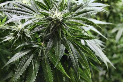 Legalize It? Legislature Might Amend Hawaii Pakalolo Laws