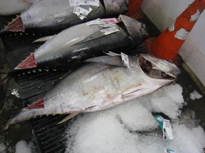 Scientists: Climate Change Will Mean Fewer Big Fish