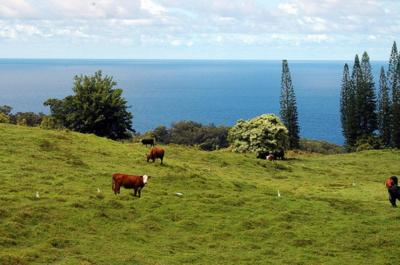 Supreme Court Decision Came Too Late For Maui Residents Fighting Housing Development