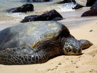 Green Sea Turtles Have Rebounded. Should Hawaiians Be Able To Eat Them?