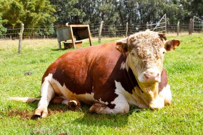 Bill Would Make Sexual Assault Of Animals A Crime
