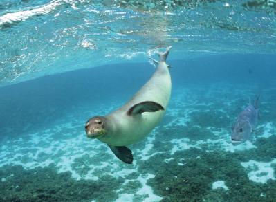 Feds Need to Move Forward With Critical Habitat Plan for the Hawaiian Monk Seal