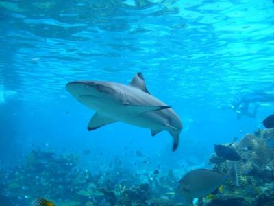 NOAA Upholds Hawaii’s Ban on Shark Finning