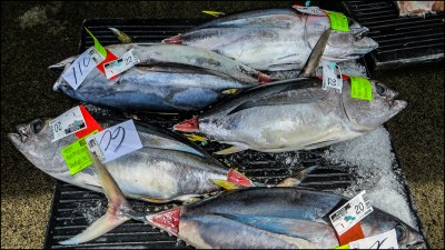 Tuna, Conservation and the Race for the U.S. Senate