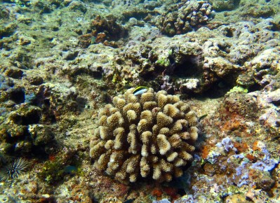 Hawaii Corals Excluded from Feds’ New List of ‘Threatened’ Species
