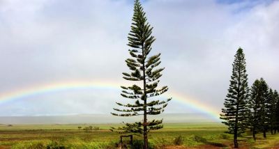 Life on Lanai: Still a Good Place to ‘Just Be’