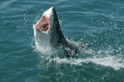 Bad Rap? Sharks Are Not Serial Killers