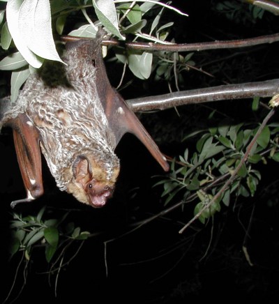 Hoary Bat: I Just Flew in From Cali, and Boy, Are My Wings Tired