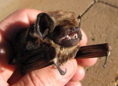 Are Hawaii’s Wind Farms Killing Too Many Hoary Bats?