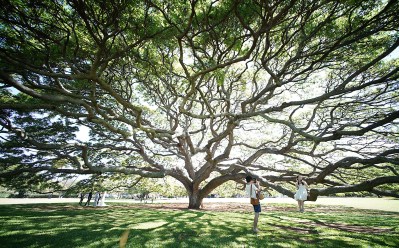 If Only Trees Could Talk