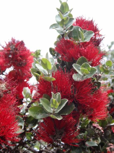 Ohia Disease on Big Island Poses Threat to Native Forests Statewide