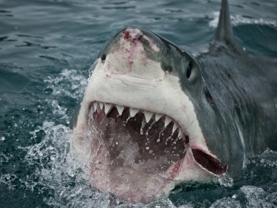 Why Are Sharks Attacking More People Than Ever in Hawaii?