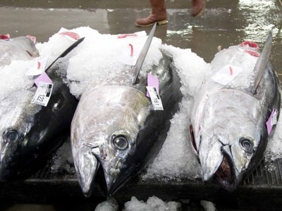 Hawaii Longline Bigeye Fishery Hits Limit, Forcing Early Closure