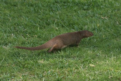 Eradication Plan Won’t Kill Just Rodents And Mongooses