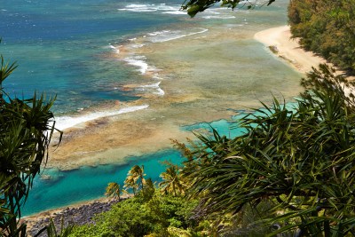 Holy Mackerel, With No Tourists In Sight The Fish Are Returning To Kauai’s North Shore