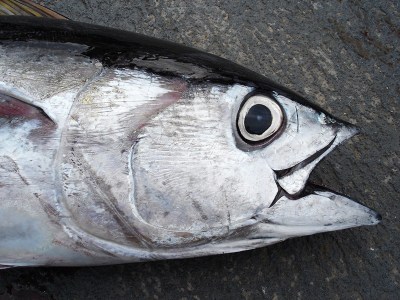 Council Laments Fishery’s Early Closure