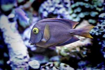 Commercial Catching Of Aquarium Fish Halted By Hawaii Supreme Court