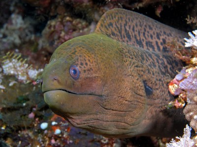 Ouch: An Eel Bite Is ‘Like a Knife’ Cutting Into You