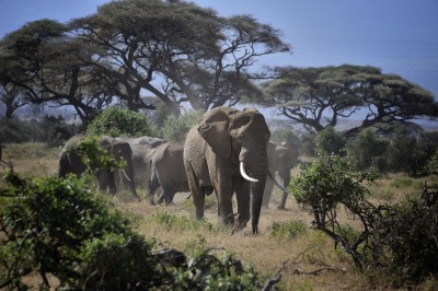 Hawaii’s Black Market Ivory Trade Thriving Online, Groups Claim
