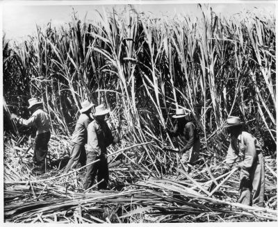 Hawaii Needs All Types Of Farms, Including Industrial Operations