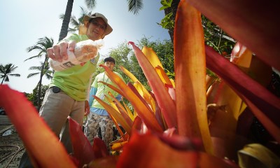 Hawaii Vector Control Branch Faces Budget Cuts (Again)