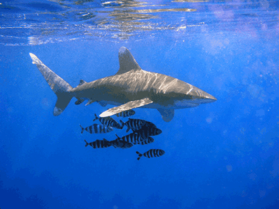 Ban On Longliners Using Wire Leaders Takes Effect Next Month To Protect Sharks
