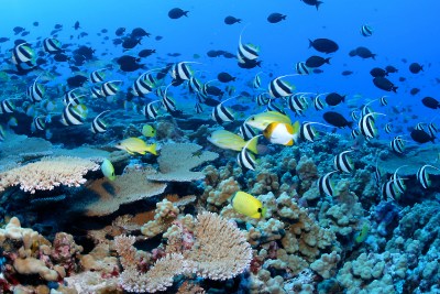 Scientists Model Future Of Oceans In A Changed Climate, And It’s Not Pretty