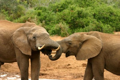 Blood Ivory, 2016: A Poem
