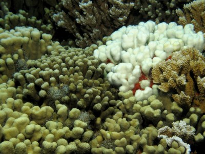 Corals Are The Sad Story That Can Change The World