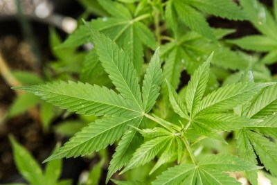 Hawaii Dispensaries Can Start Growing Medical Marijuana Soon