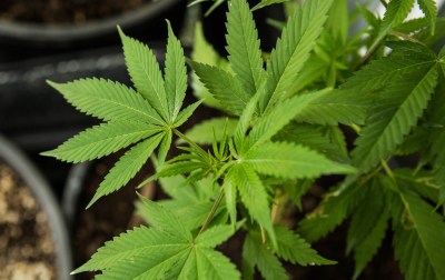Hawaii Seeks Marijuana Business Banking