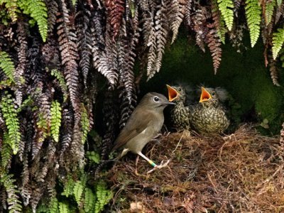 Can GMO Mosquitoes Save Kauai’s Endangered Birds?