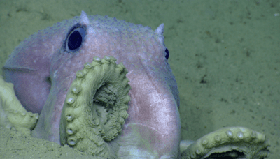 Octopus, Squid And Cuttlefish Populations Booming — Here’s Why