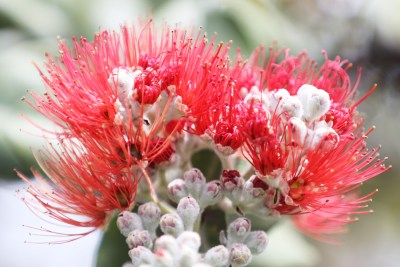 Bret Yager: Scientists Say There’s Hope For Dying Ohia Trees