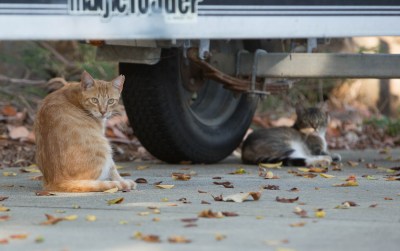 City Keeps Funding Feral Cat Approach That Legislature Rejected