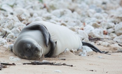 How Cat Poop Is Killing Endangered Seals