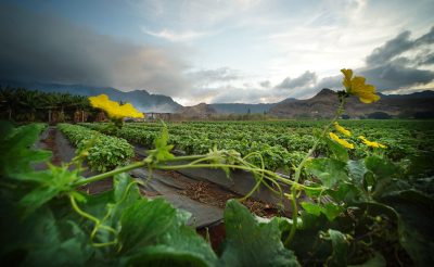 Hawaii Expands Voluntary Pesticide Reporting Program