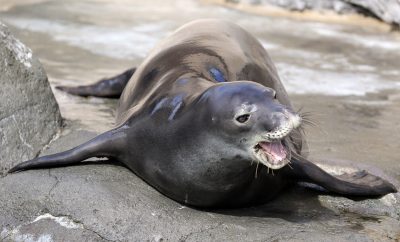 Scientists See ‘Glimmer Of Hope’ For Hawaiian Monk Seals