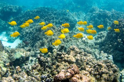 Can Aquarium Fishing Be Sustainable?