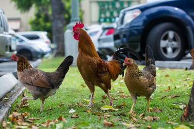 ‘Just Break The Chicken’s Neck’: Bill Would Let Residents Kill Feral Chickens