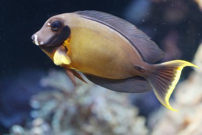 Aquarium Fishing Could Return To Hawaiʻi Under Proposed New Rules