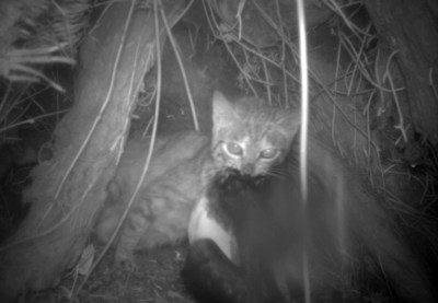 We Do Practically Nothing To Control Wild Cats Threatening Rare Seals And Birds